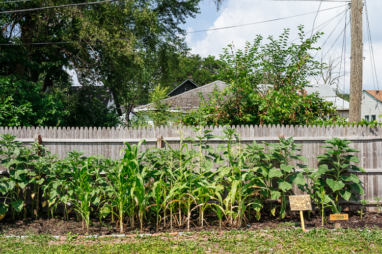 Corn at Warrendale community garden