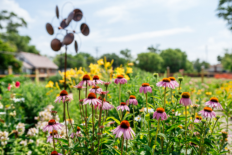 Flowers bloom at In Memory Of…Community Garden