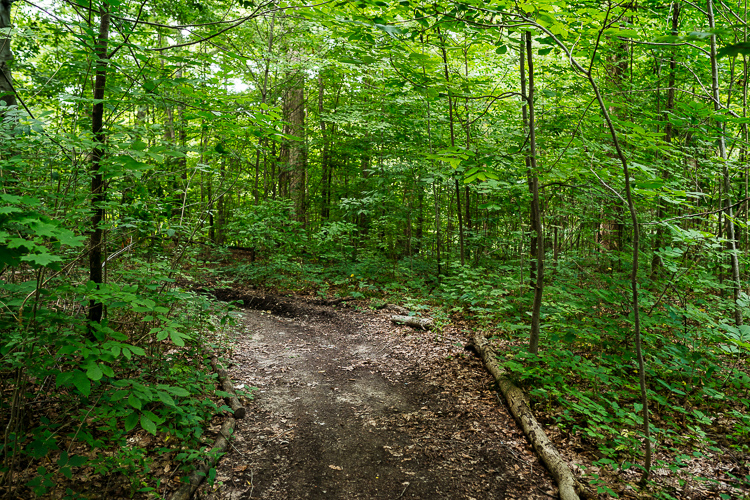A trail in River Rouge Park