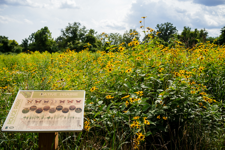 Sunflowers at Praire Pathway