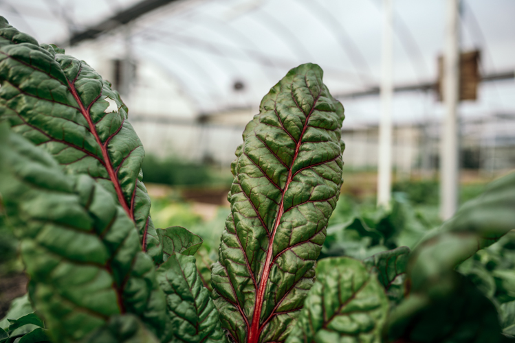 Greens defy traditional growing seasons in a greenhouse at Oakland Urban Growers in Waterford.