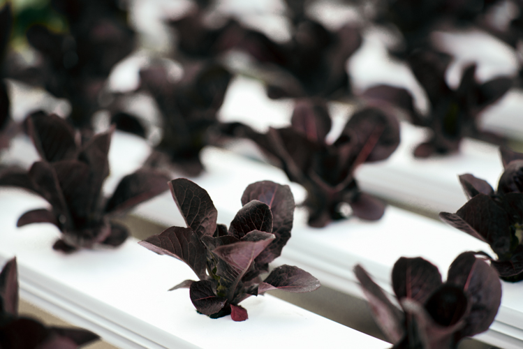 Hydroponic crops at Oakland Urban Growers.