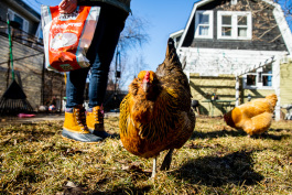 The Mikulski hens. Photo by David Lewinski.