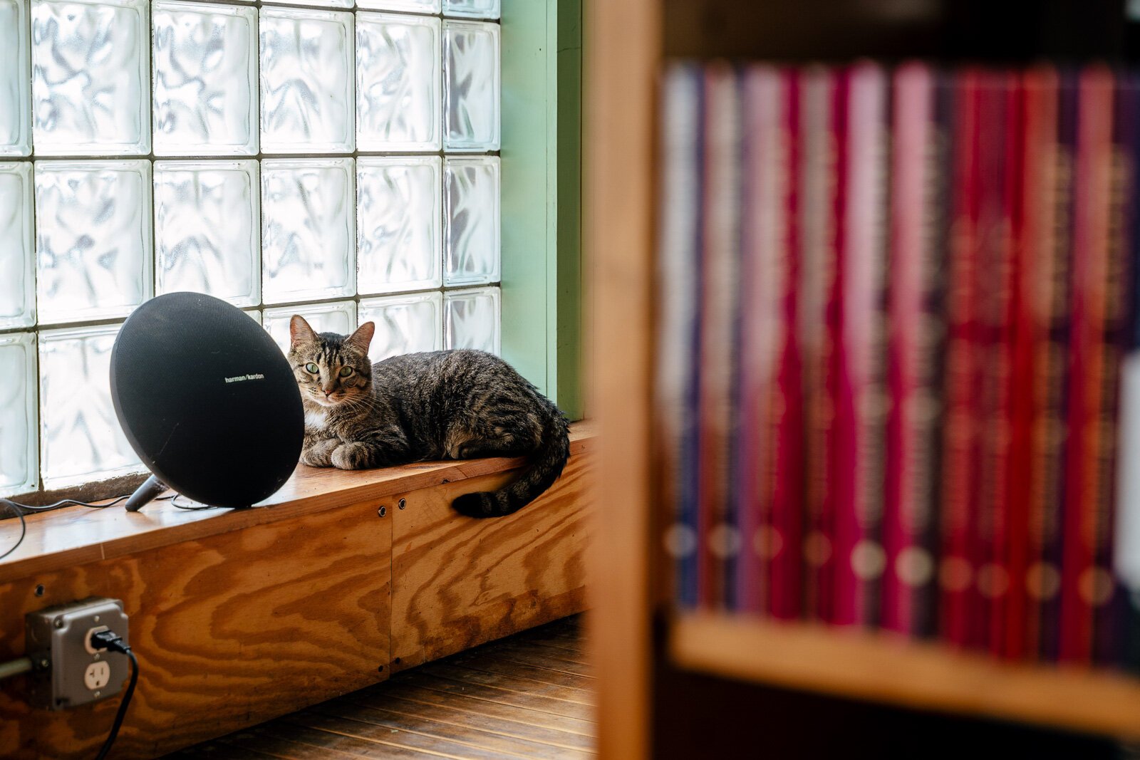 PeeWee, the shop's resident cat