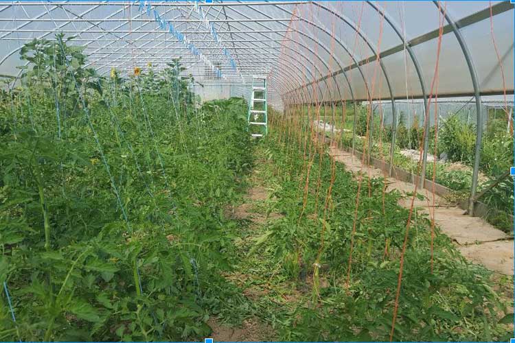 The interior of Long Valley Farm's passive solar hoophouse. Photo by K. Vallelunga.