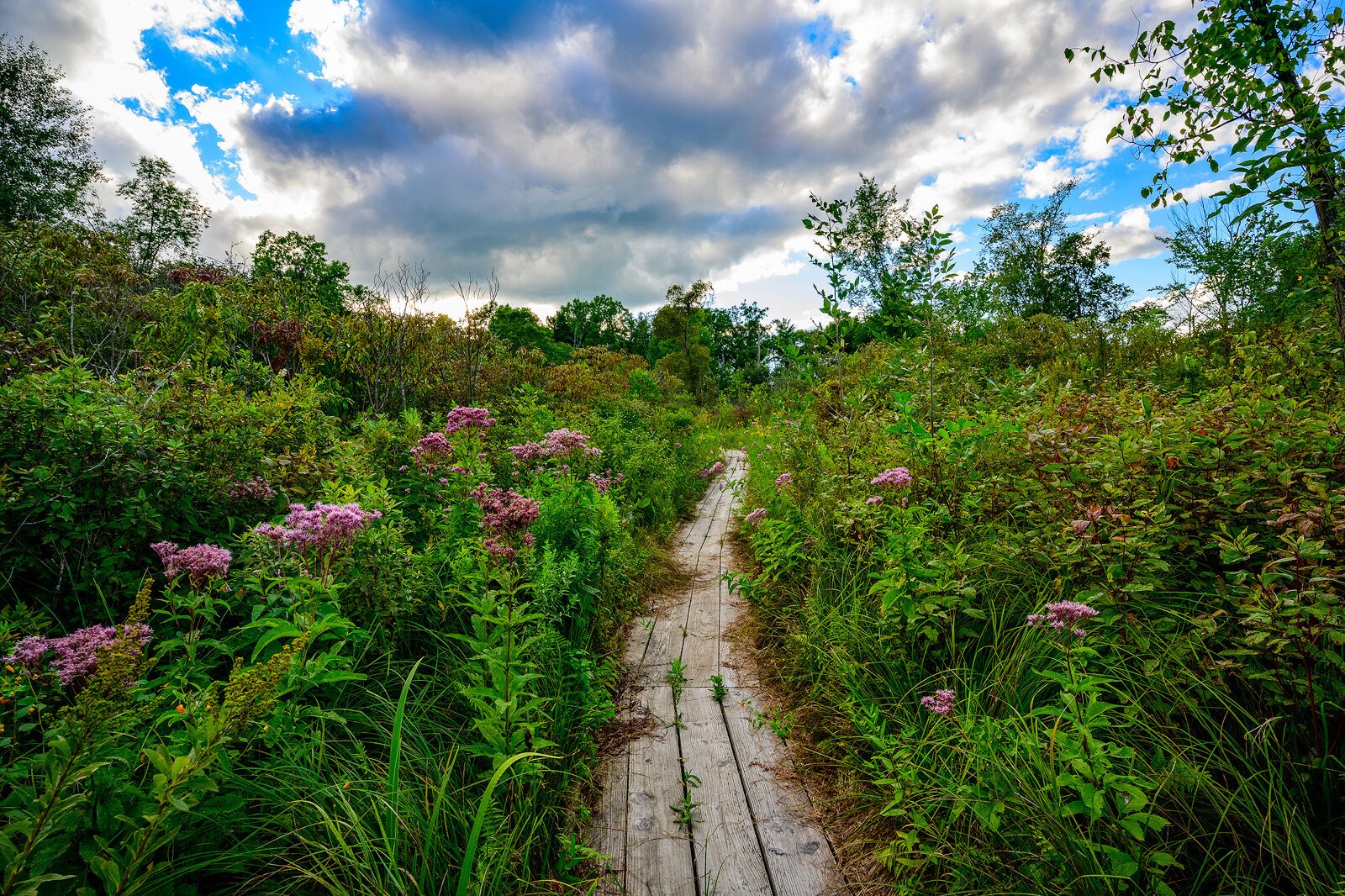 Sutherland Nature Sanctuary, Metamora. Photo by Doug Coombe.