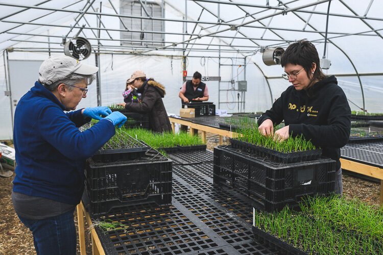 Cat Jardin y Kay Wilson clasifican plantas en The Farm At Trinity Health.