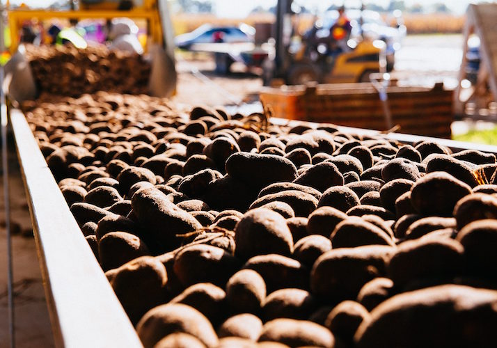 Potatoes from Walter Farms